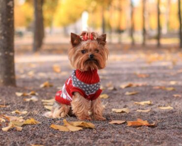 10 Thoughtful Gifts for Dog Owners