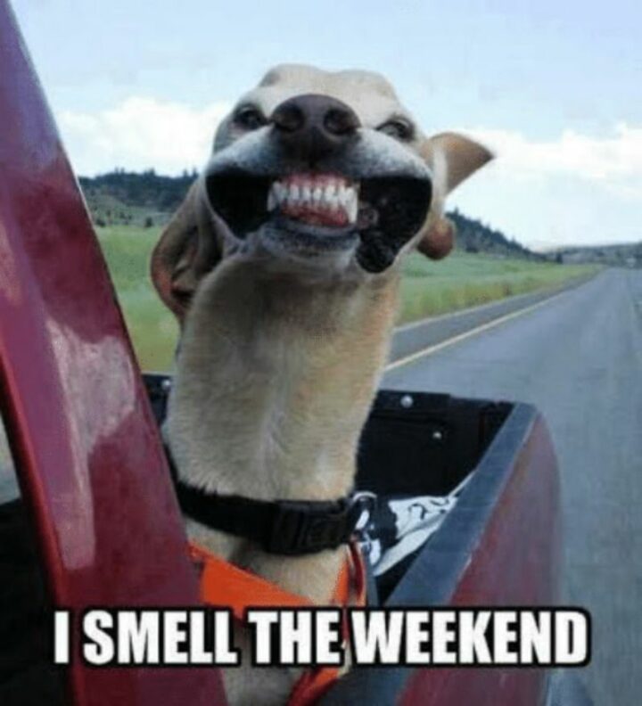 "I smell the weekend."