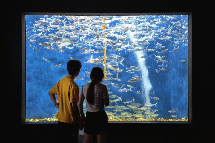 Create a Memorable Aquarium Date Night.
