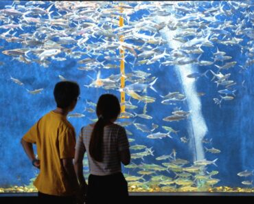 Create a Memorable Aquarium Date Night