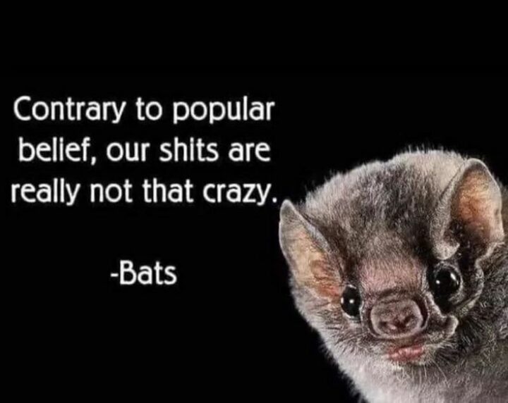 31 Crazy Memes - "Bats: Contrary to popular belief, our [censored] are really not that crazy."