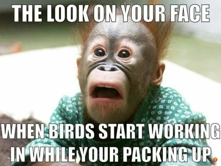 "The look on your face when birds start working in while your packing up."