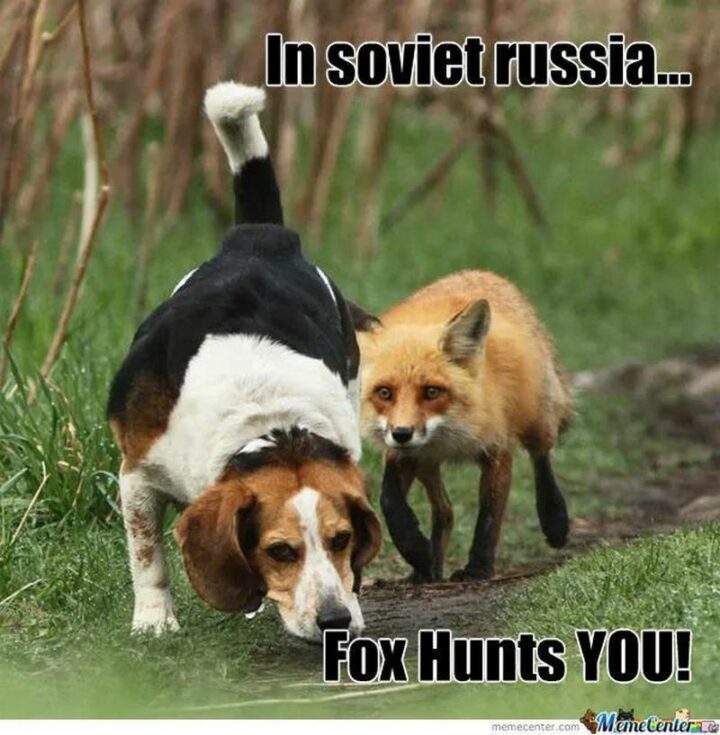 "In Soviet Russia...Fox hunts you!"
