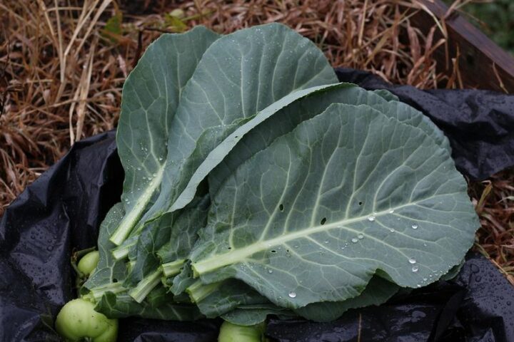 Winter Vegetables that Shine: Collard greens.