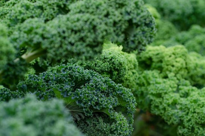 Leafy Greens: Nutrient-Rich Vegetables for the Winter Months