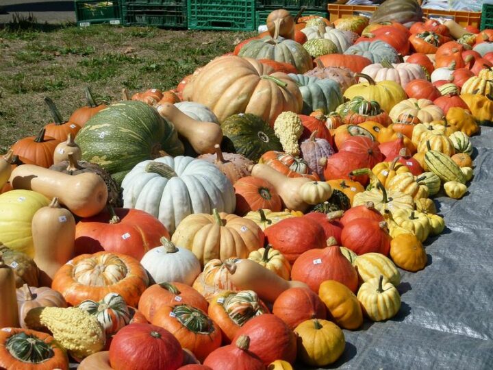 Squashes: A Flavorful Addition to Winter Meals.