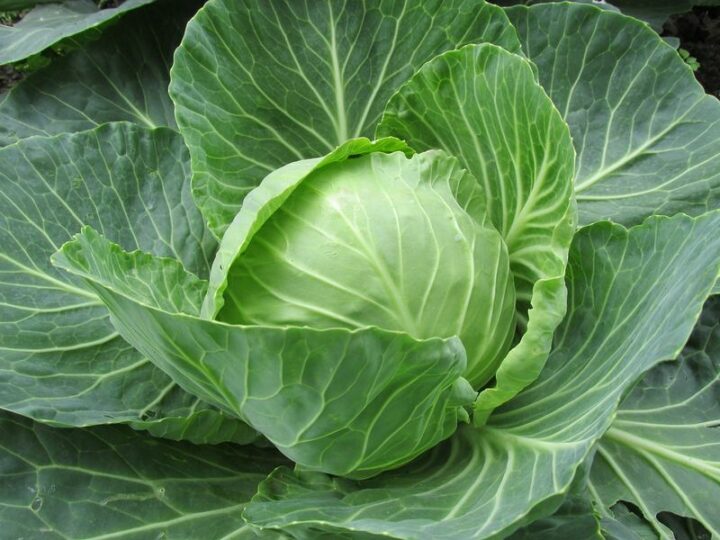 Cabbage.