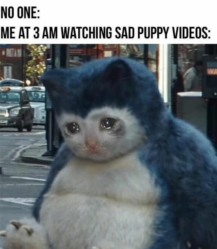 "No one: Me at 3 am watching sad puppy videos:"