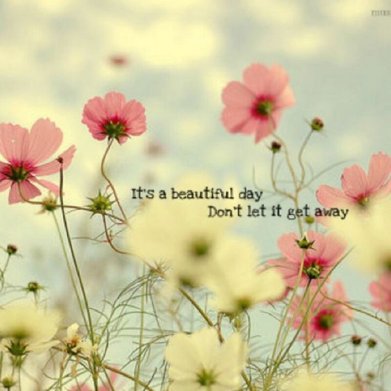 41 Delightful Flower Memes - "It's a beautiful day. Don't let it get away."