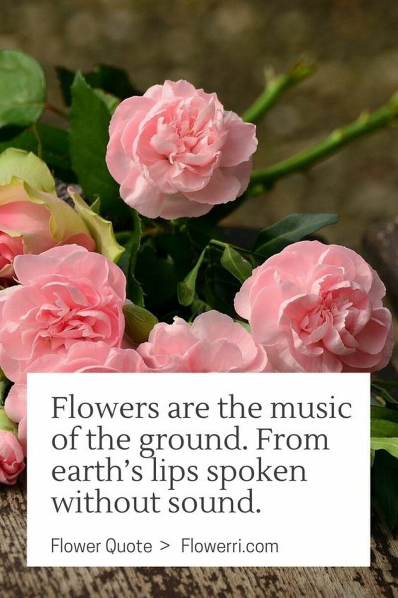41 Delightful Flower Memes - "Flowers are the music of the ground. From earth's lips spoken without sound."