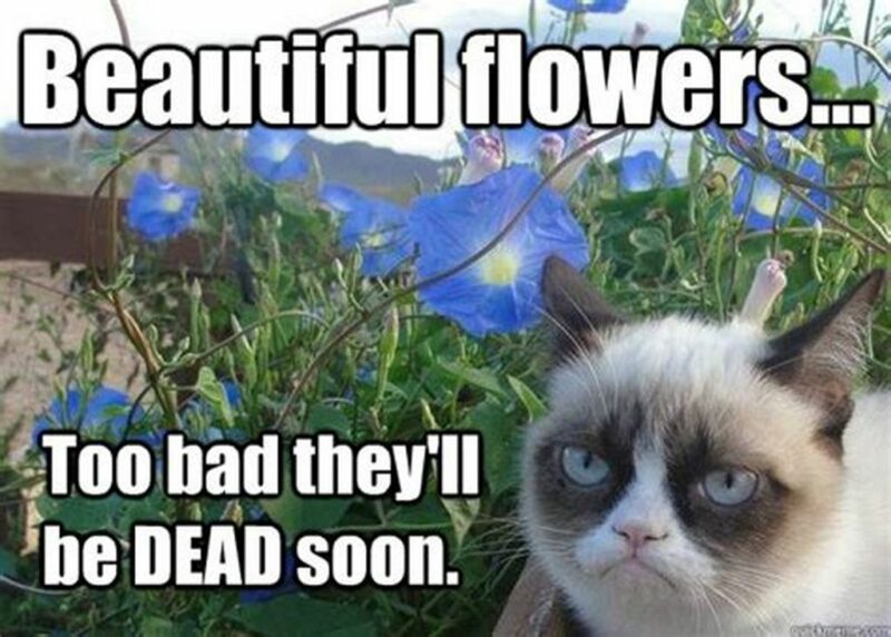 41 Delightful Flower Memes - "Beautiful flowers...Too bad they'll be dead soon."