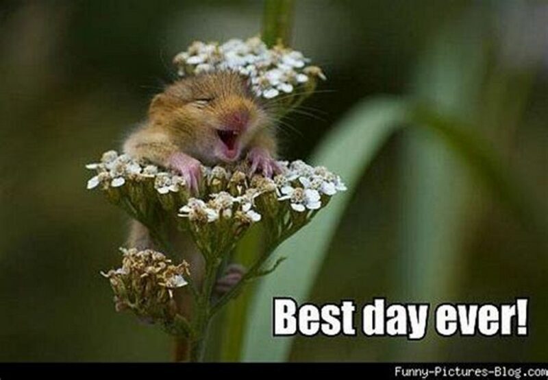 41 Delightful Flower Memes - "Best day ever!"