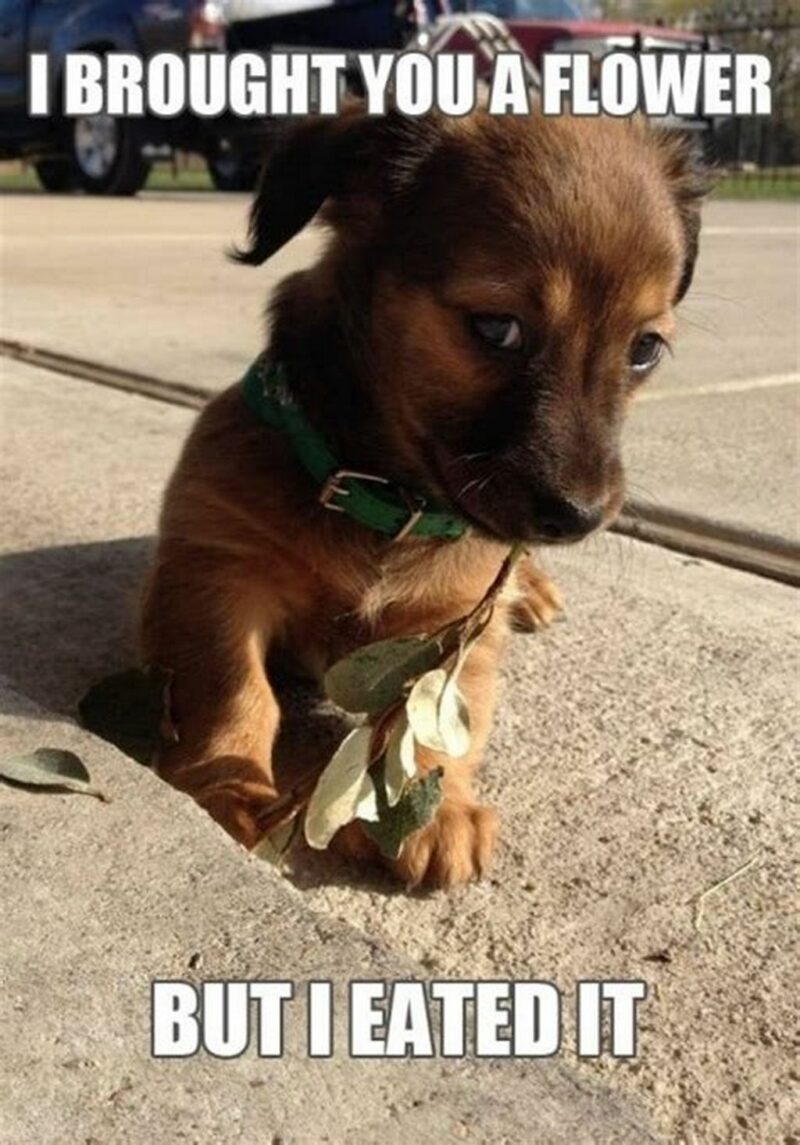 41 Delightful Flower Memes - "I brought you a flower but I ate it."