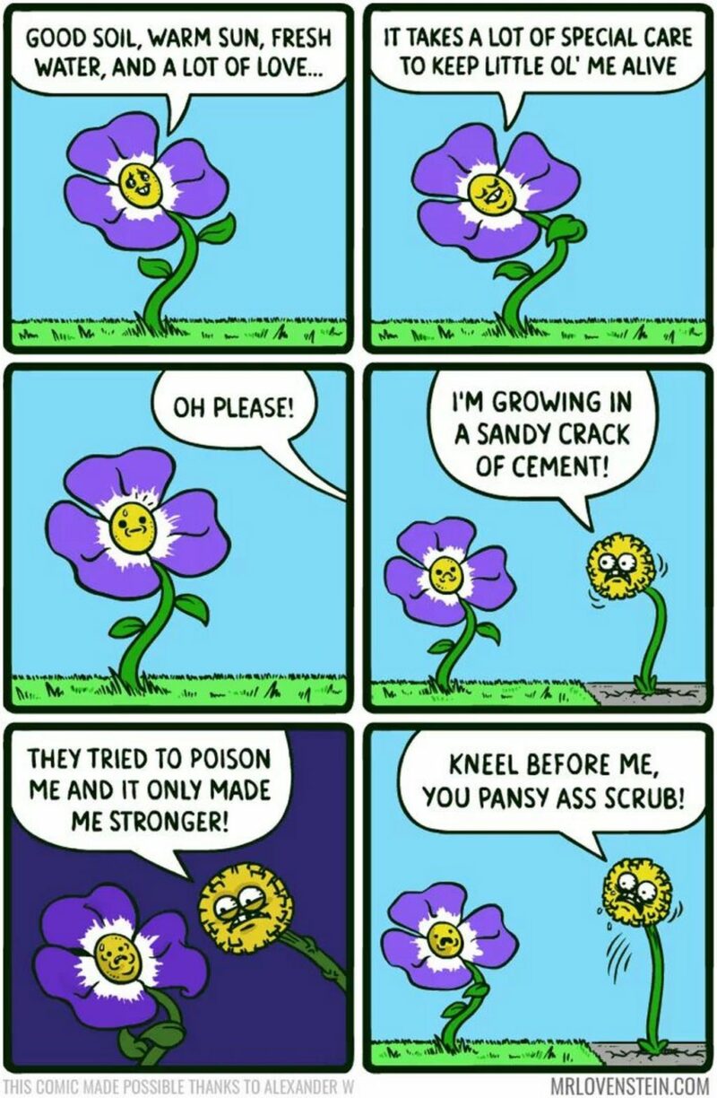 41 Delightful Flower Memes - "Good soil, warm sun, fresh water, and a lot of love...It takes a lot of special care to keep little ol' me alive. Oh please! I'm growing in a sandy crack of cement. They tried to poison me and it only made me stronger. Kneel before me, you pansy [censored] scrub!"