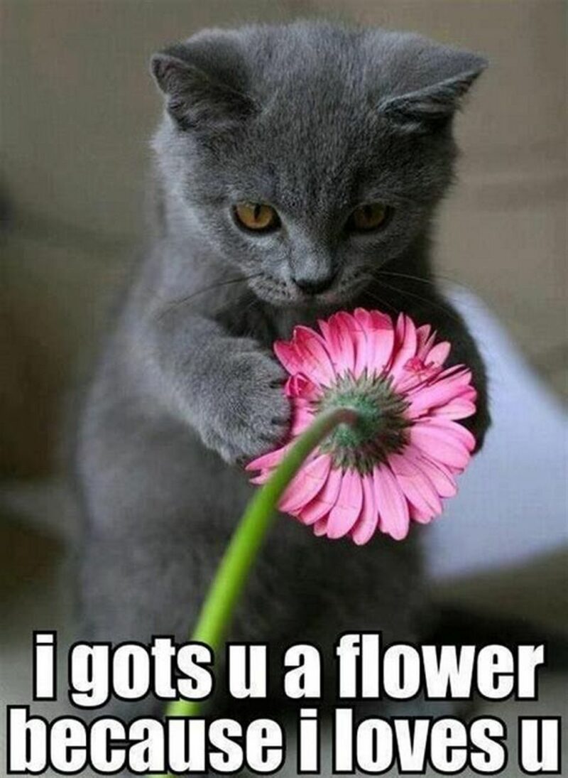 41 Delightful Flower Memes - "I got u a flower because I love u."