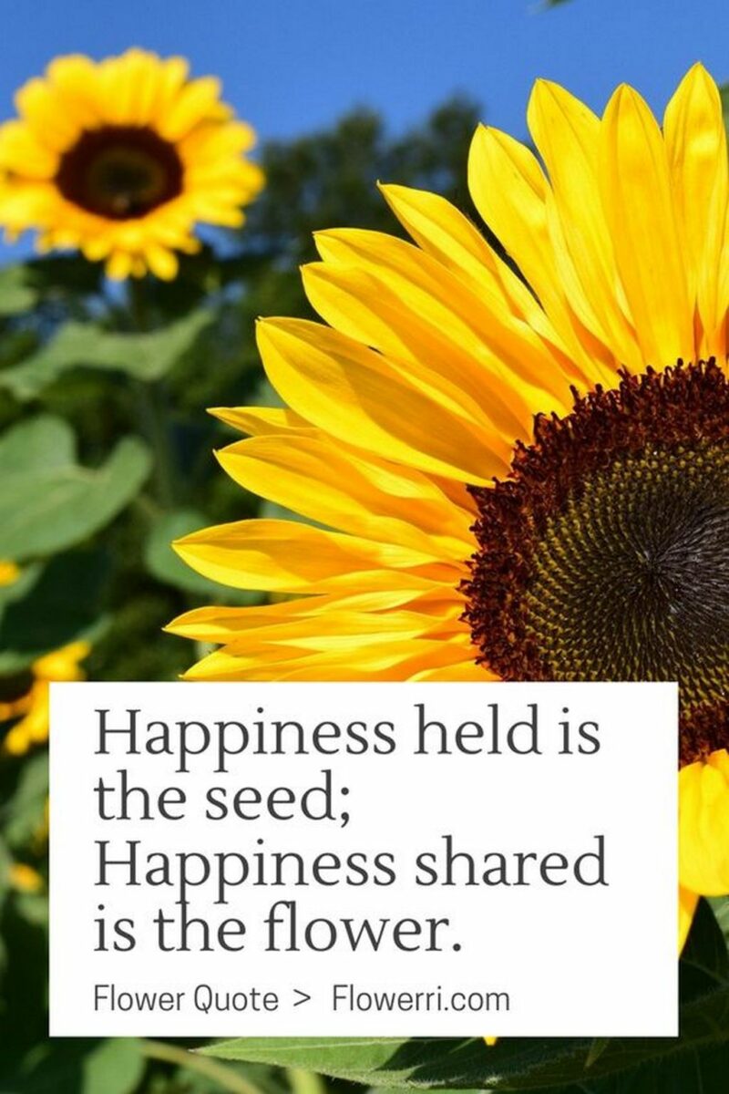 41 Delightful Flower Memes - "Happiness held is the seed; Happiness shared is the flower."