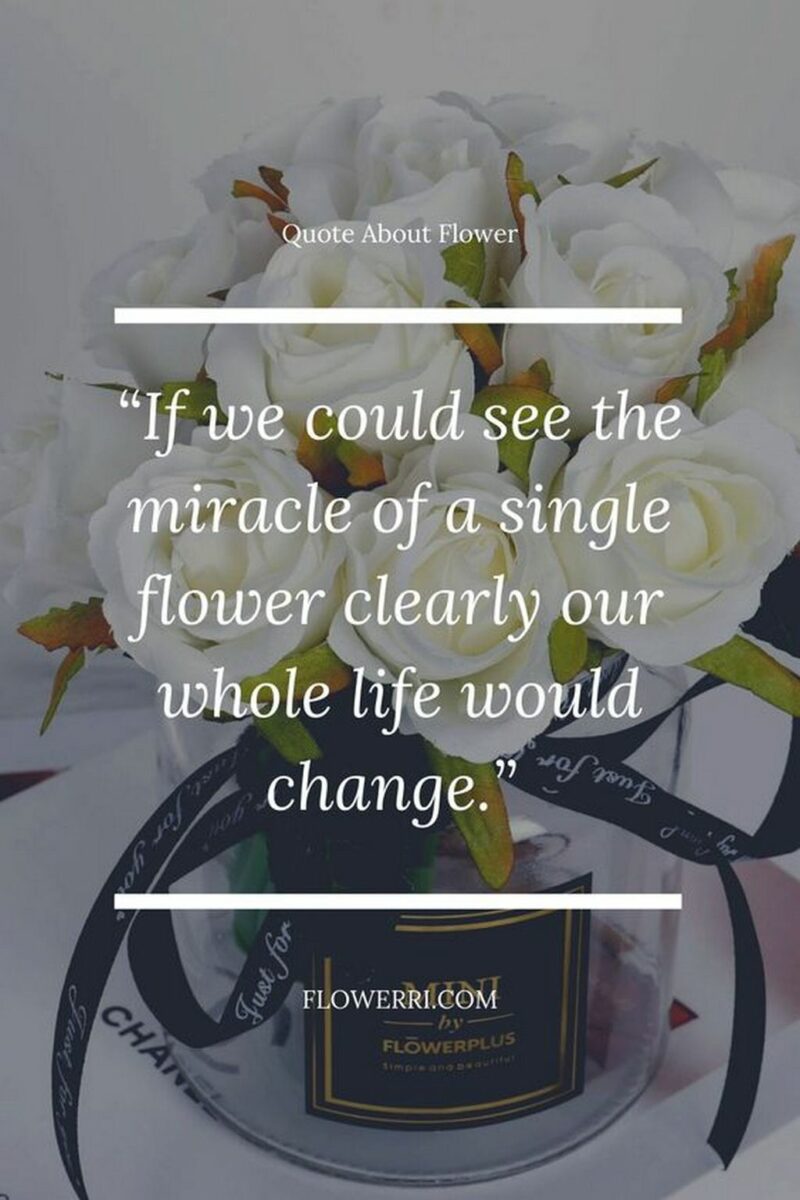 41 Delightful Flower Memes - "If we could see the miracle of a single flower clearly our whole life would change."