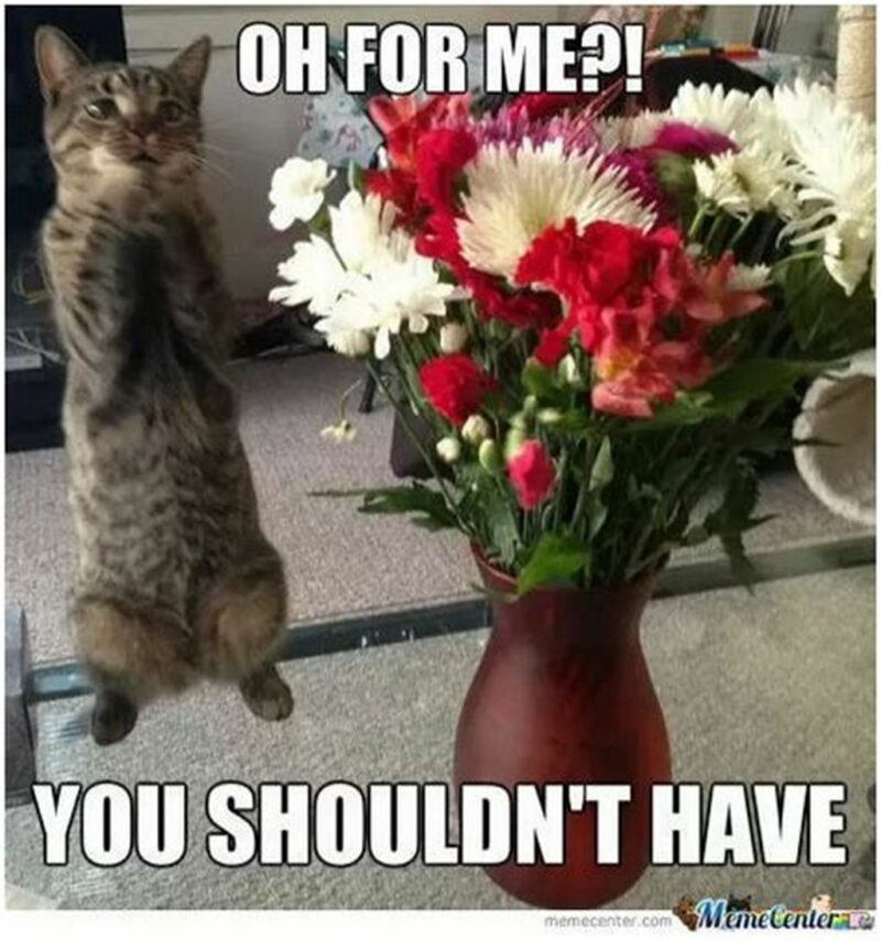41 Delightful Flower Memes - "Oh for me?! You shouldn't have."