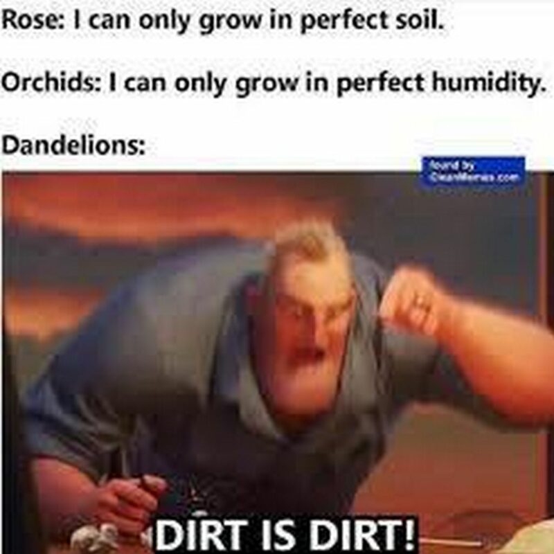 41 Delightful Flower Memes - "Rose. I can only grow in perfect soil. Orchids: I can only grow in perfect humidity. Dandelions: Dirt is dirt!"