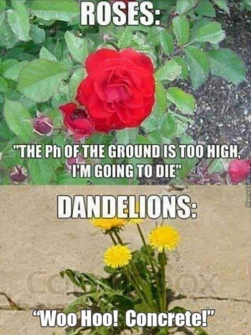 41 Delightful Flower Memes - "Roses: The pH of the ground is too high. I'm going to die. Dandelions: Woo Hoo! Concrete!"