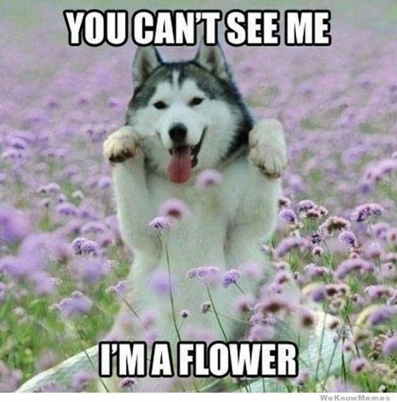 41 Delightful Flower Memes - "You can't see me, I'm a flower."