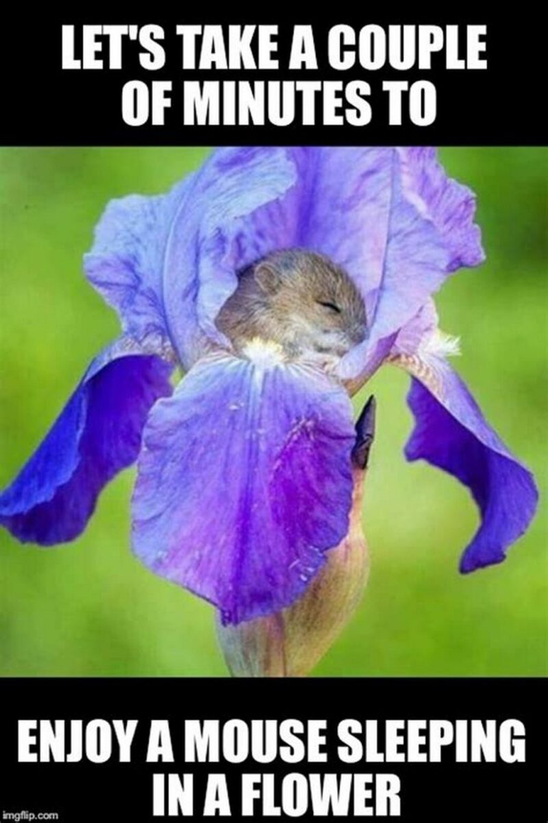 "Let's take a couple of minutes to enjoy a mouse sleeping in a flower."