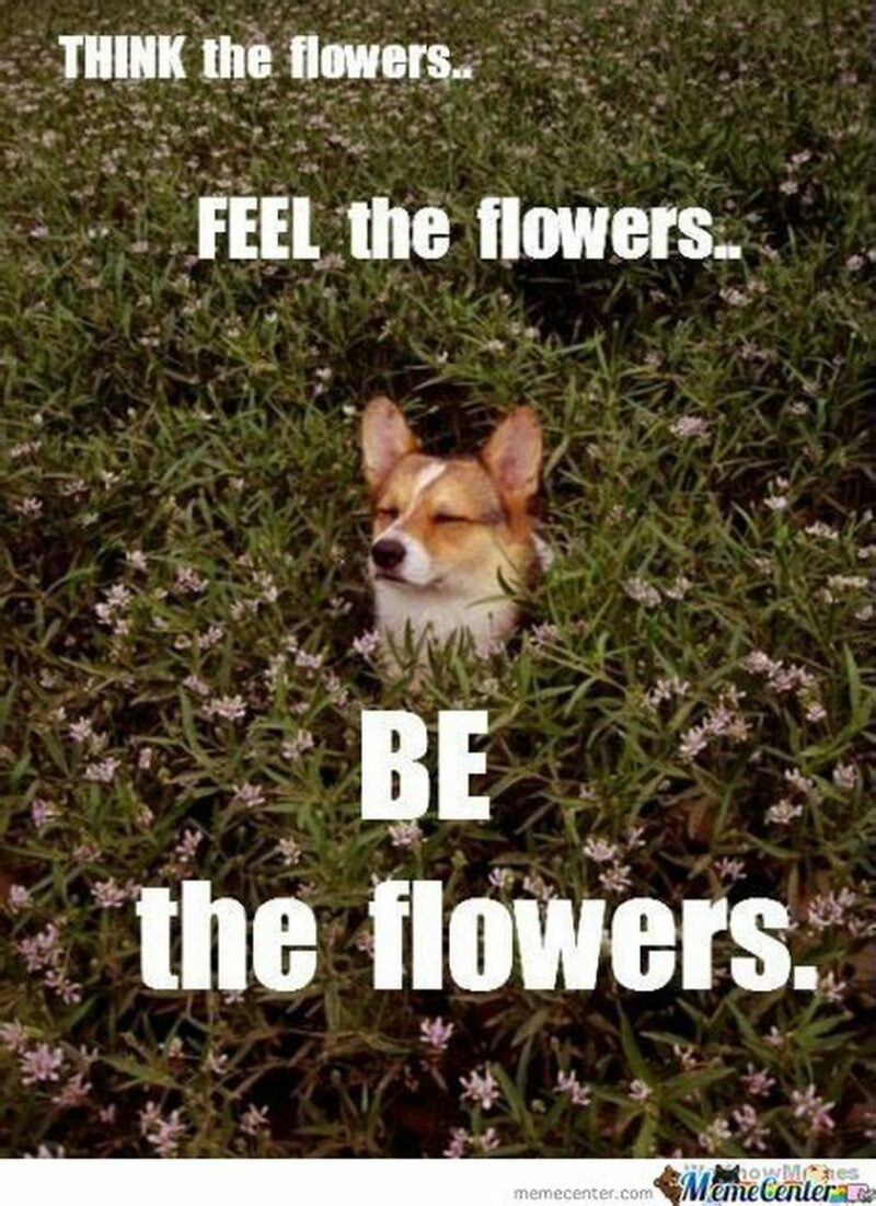 "Think the flowers...Feel the flowers...Be the flowers."