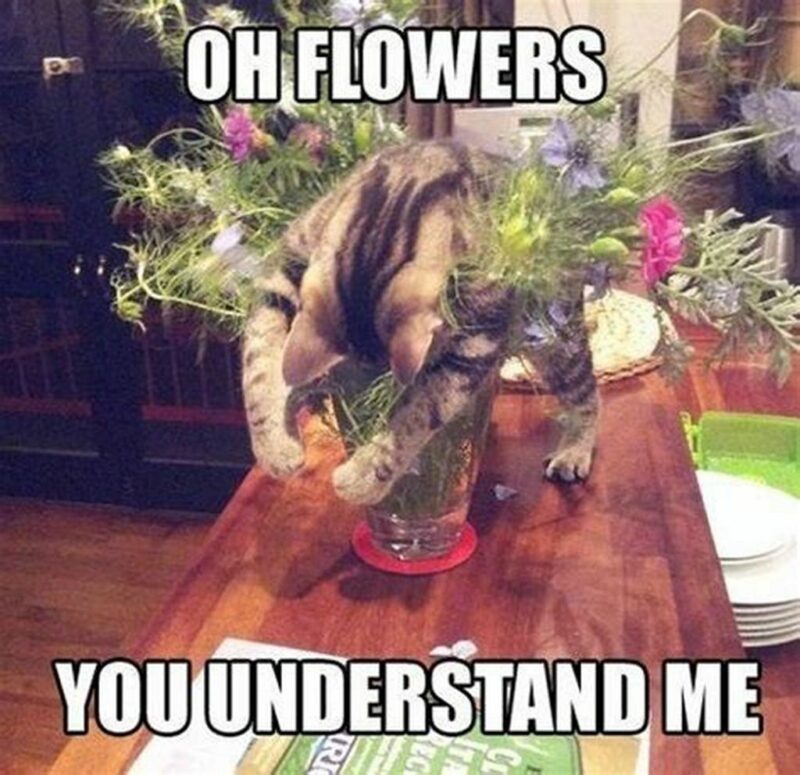 "Oh flowers, you understand me."
