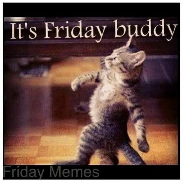 61 Happy Friday Eve Memes - "It's Friday buddy."