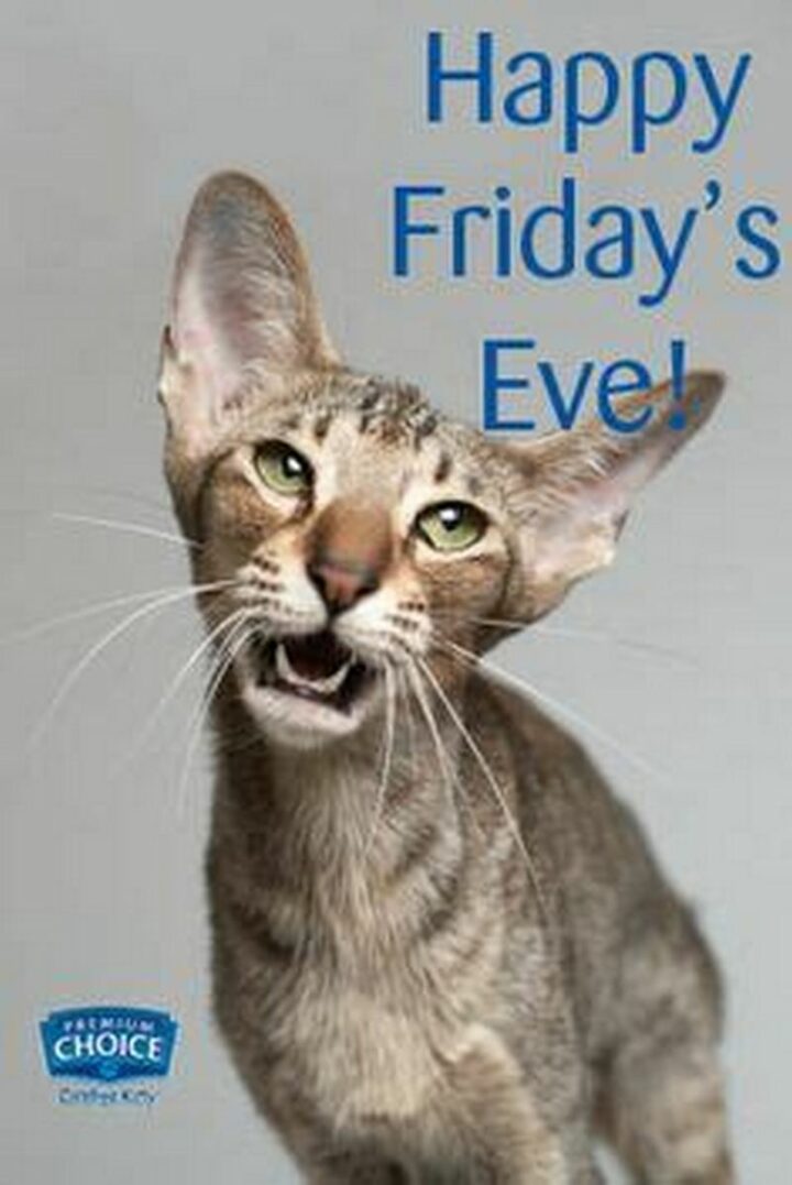 "Happy Friday's Eve!"