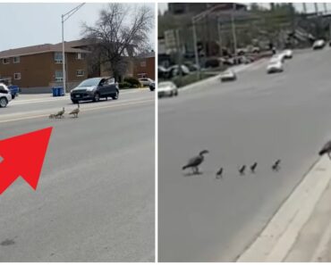 Heartwarming Videos Show Kind Strangers Assisting Family of Geese Safely Cross Busy Highway