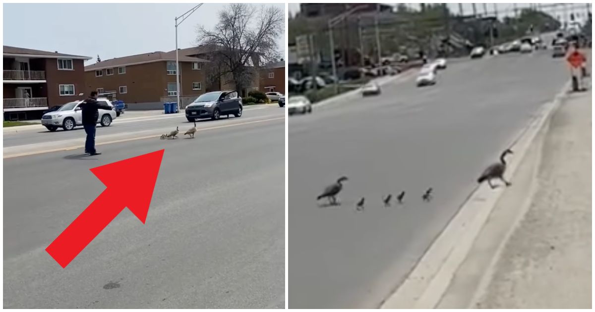 Kind Strangers Assisting Family Of Geese Safely Crossing Road