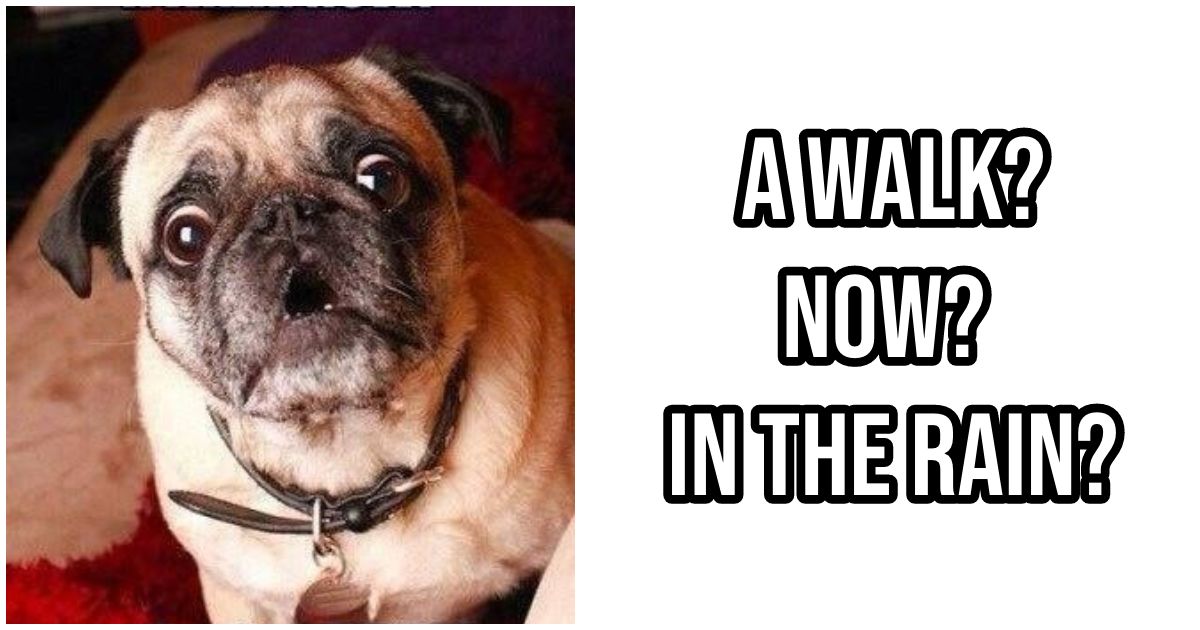 47 Funny Rain Memes to Shower Yourself with Laughter