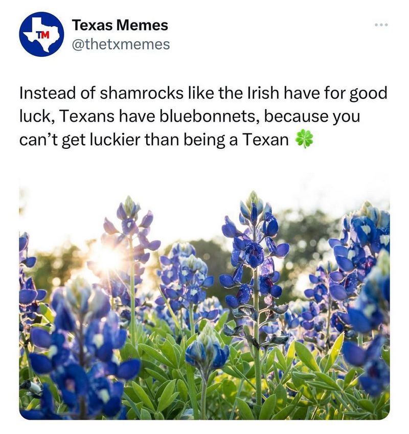 "Instead of shamrocks like the Irish have for good luck, Texans have bluebonnets because you can't get luckier than being a Texan."