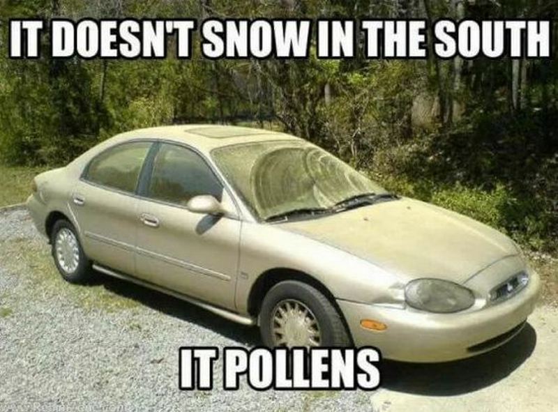 "It doesn't snow in the south, it pollens."