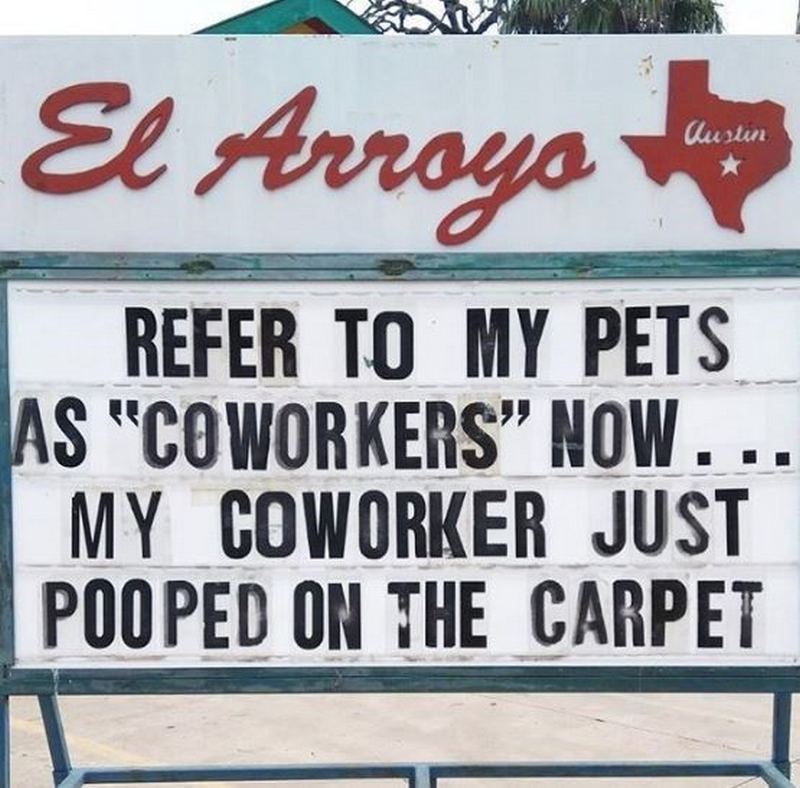 "Refer to pets as 'coworkers' now...My coworker just pooped on the carpet."
