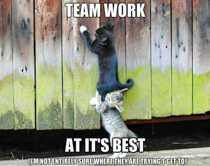 "Teamwork at its best (I'm not entirely sure where they are trying to get to.)"
