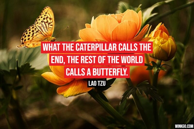 "What the caterpillar calls the end, the rest of the world calls a butterfly." - Lao Tzu
