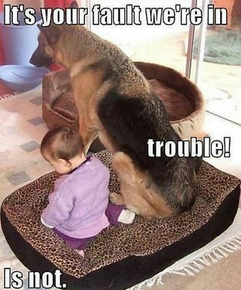 "It's your fault we're in trouble! Is not."
