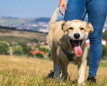 Paws for Thought: Understanding Canine Body Language