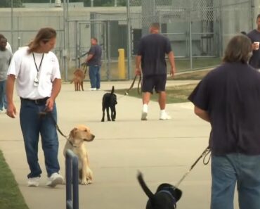 Prison Puppy Raising Program: A Heartwarming Tale of Second Chances