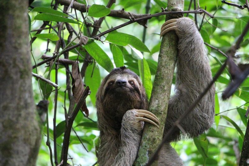 Sloths are almost quintessential Costa Rica culture: they are laid-back and relaxed, just like this tropical nation where time seems to move a little slower.