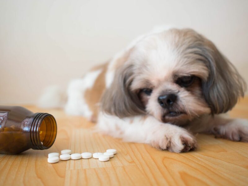 We delve into the fascinating realm of the six best natural joint supplements for dogs as we uncover their unique benefits and how they can contribute to improving your furry friend's joint health.
