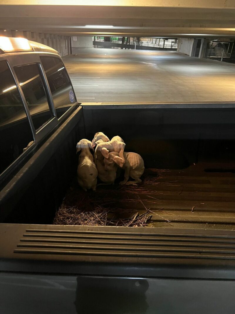 A gym-goer discovered an unexpected and precious cargo in the bed of their truck.