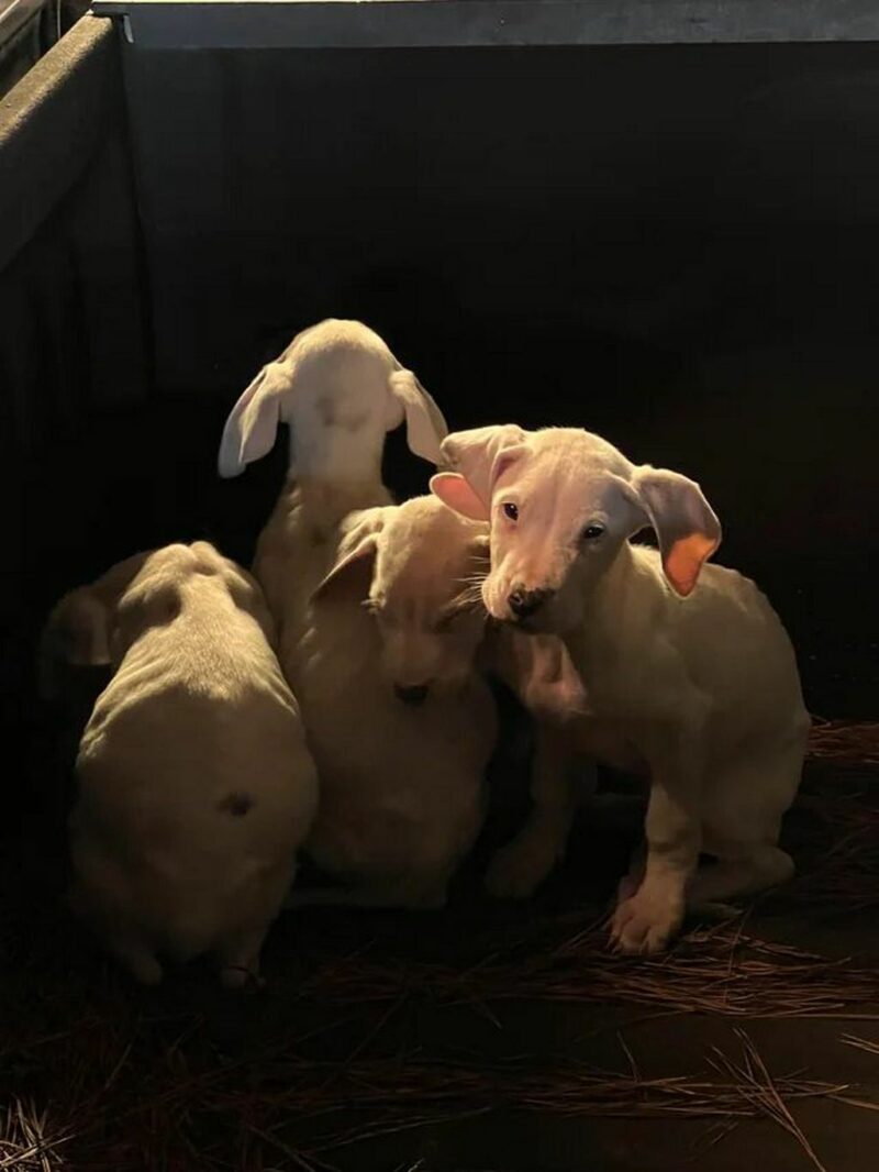 A litter of helpless abandoned puppies were left to fend for themselves.