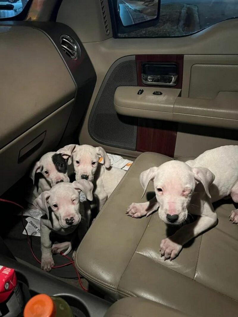 Realizing that they needed medical attention, he quickly rushed them to Veterinary Emergency Services in Atlanta.