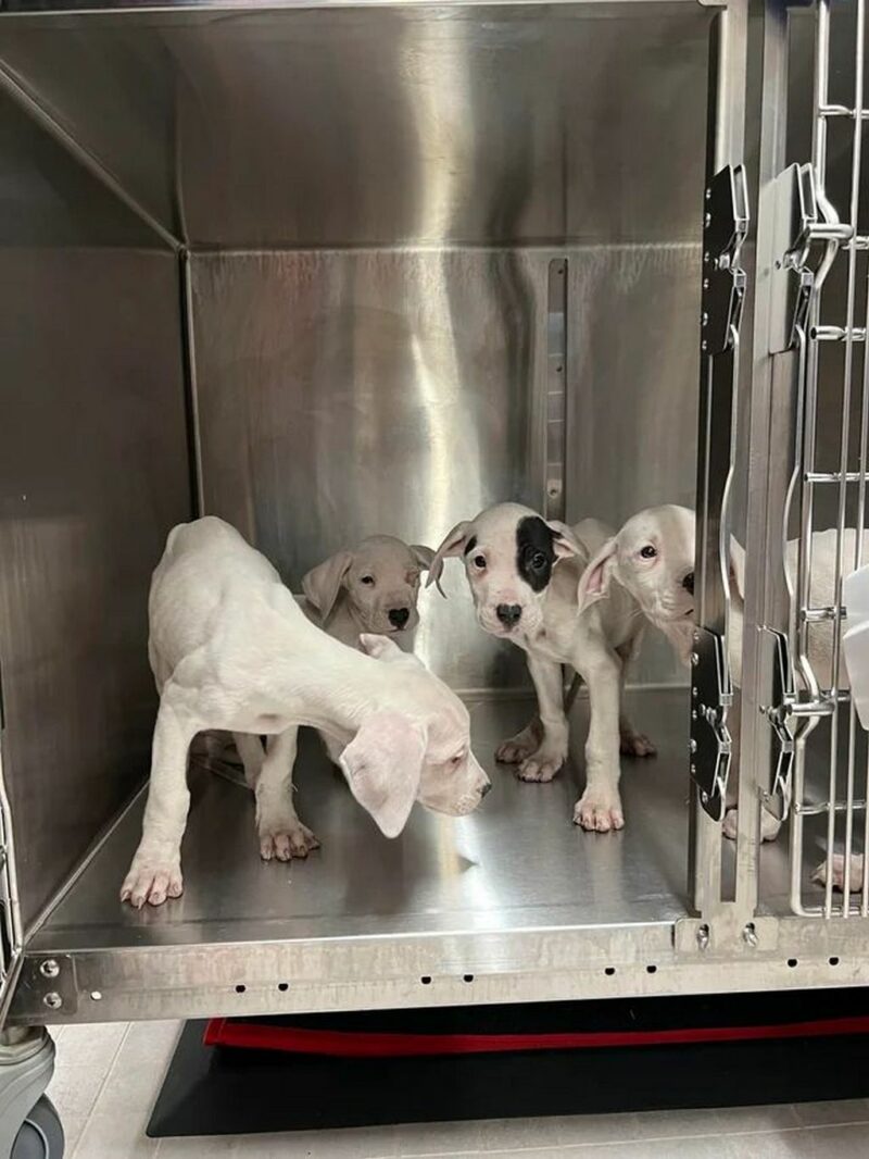Thanks to the caring Redditor who found these puppies and brought them to the vet, they now will receive medical attention and hope for a better life.