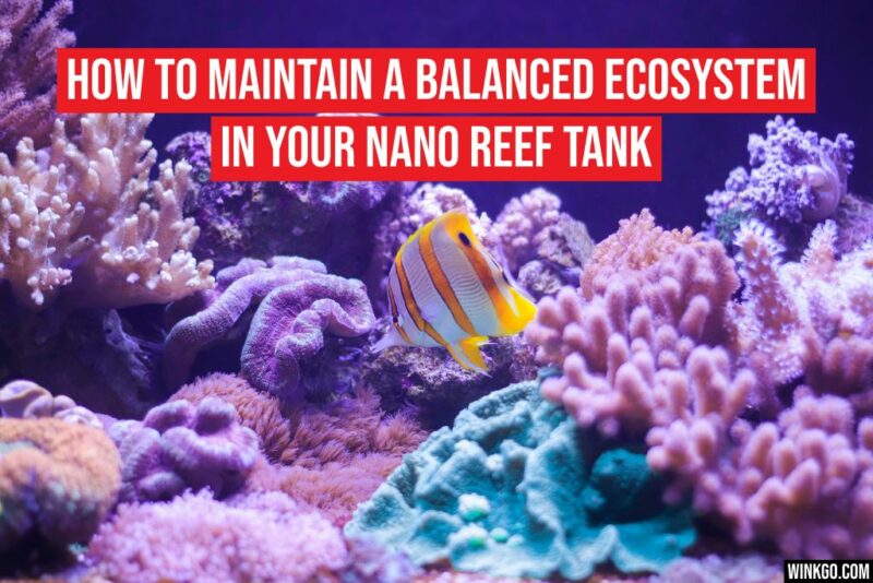 Creating a thriving nano reef tank requires attention to detail and a dash of patience. These miniature ecosystems, though challenging, can be rewarding. In this guide, we'll explore the essentials of maintaining a balanced ecosystem in your nano reef tank.